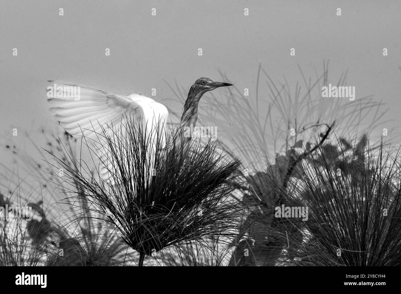 SQUACOO HERON (Ardeola ralloides), Lake Victoria Stockfoto