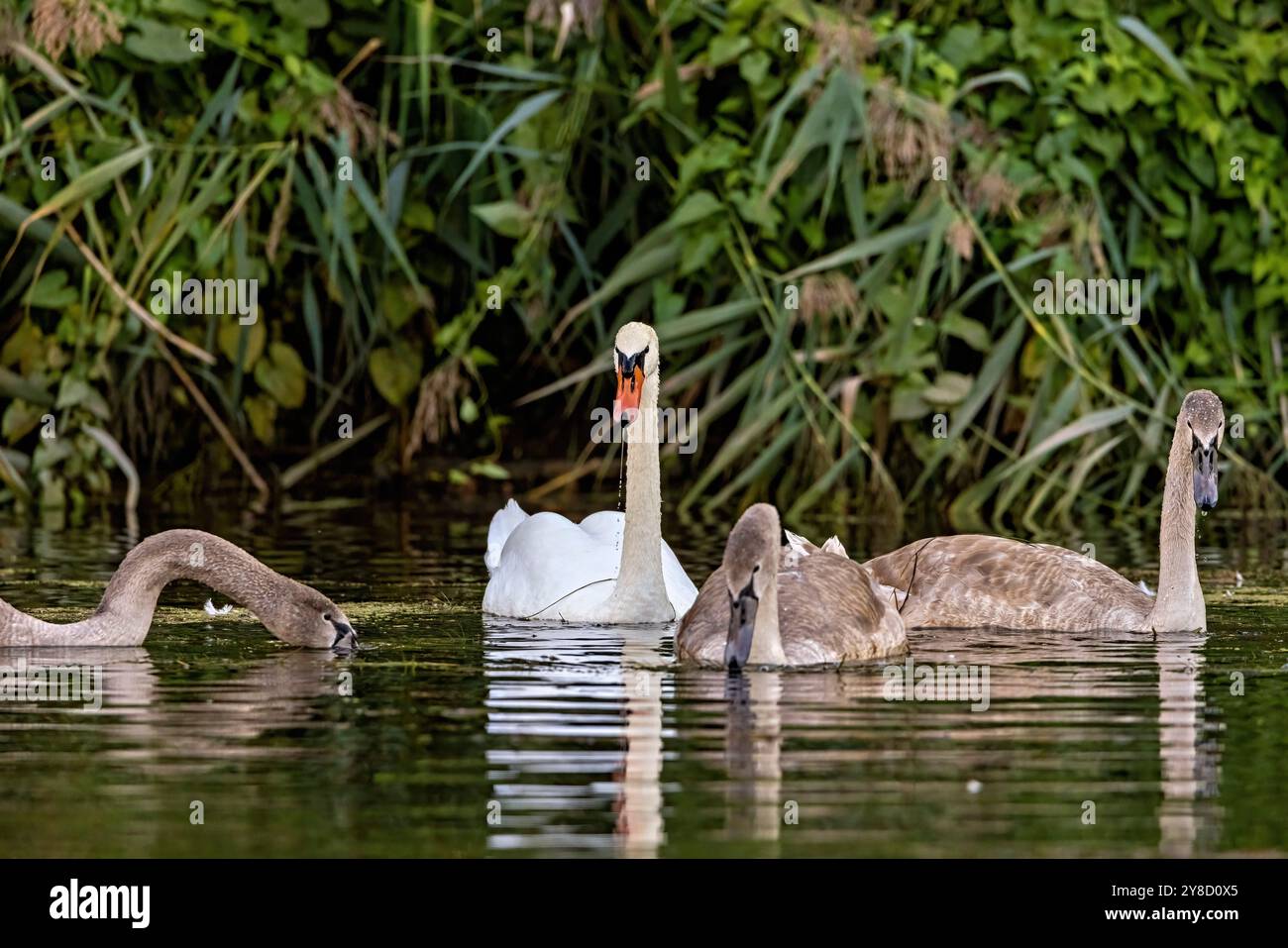 Eine Familie von weißen stummen Schwänen in der Wildnis Stockfoto