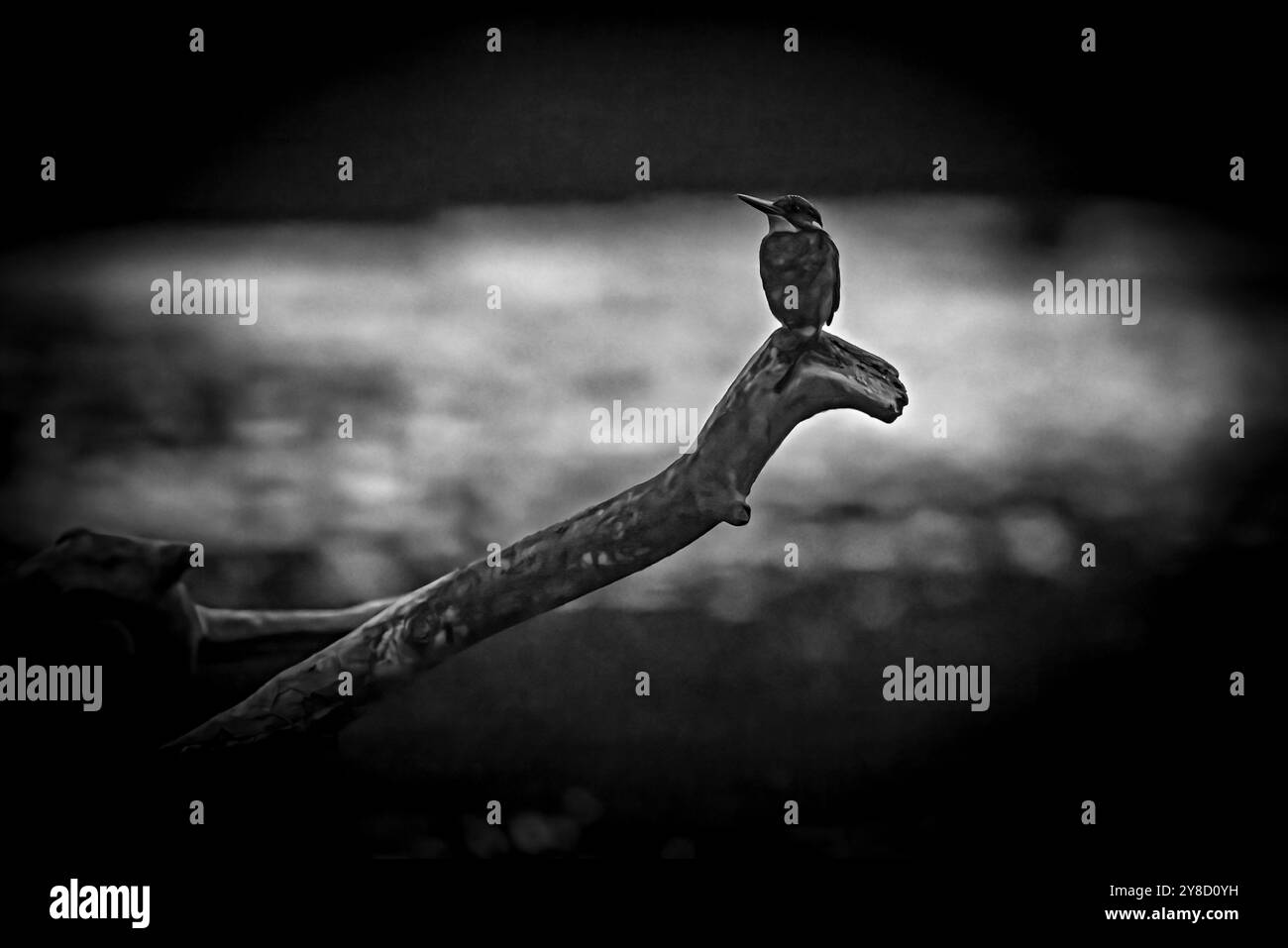 Ein gemeinsamer europäischer Eisvogel im Dunkeln Stockfoto