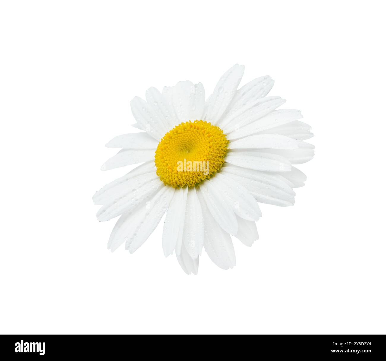 Kamille oder Gänseblümchenblume nah oben isoliert auf weißem Hintergrund mit Beschneidungspfad. Element für Ihr Design. Stockfoto