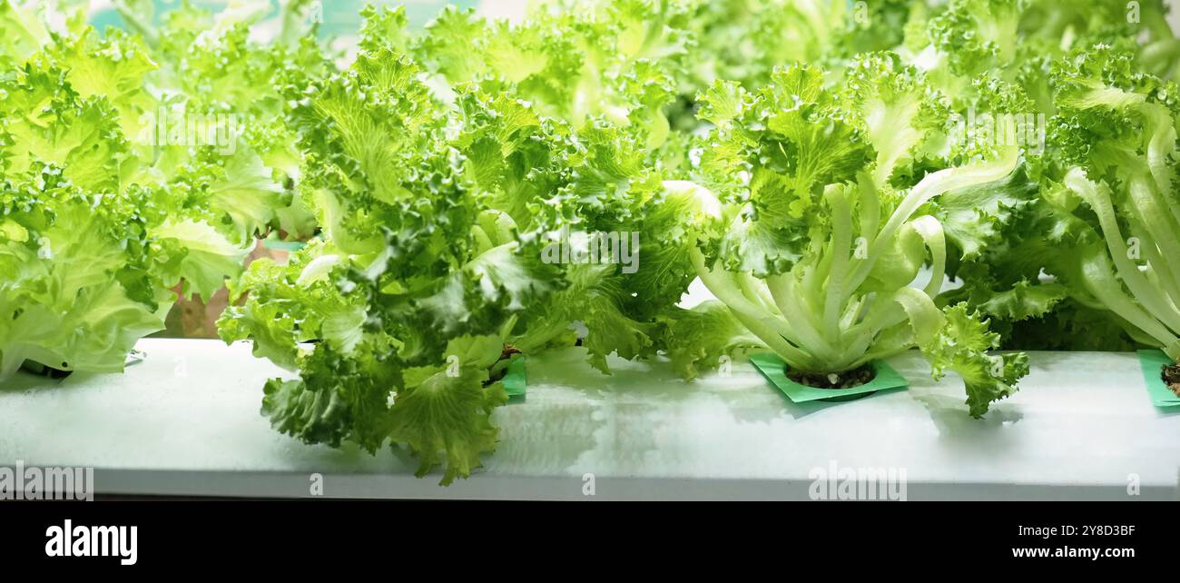 Vertikaler Indoor-Betrieb oder moderner Gemüseanbau, der neue Technologien für das Aussaaten von Pflanzen auf vertikalen Stapeln verwendet. Indoor Farm Hydroponische Pflanzen wachsen un Stockfoto