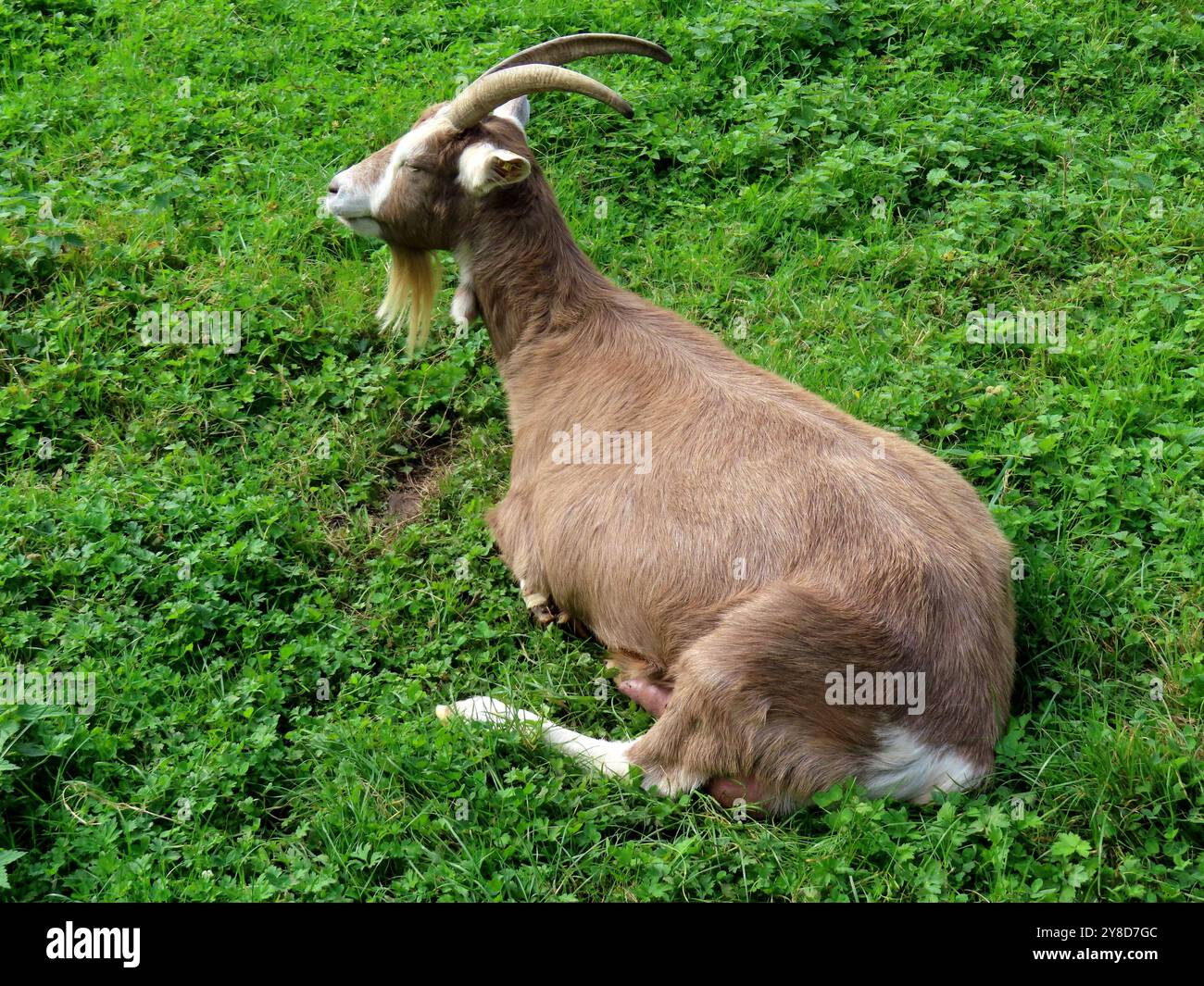 ...Da liegt sie selbstvergessen und friedlich doesend im frischen Gras ...