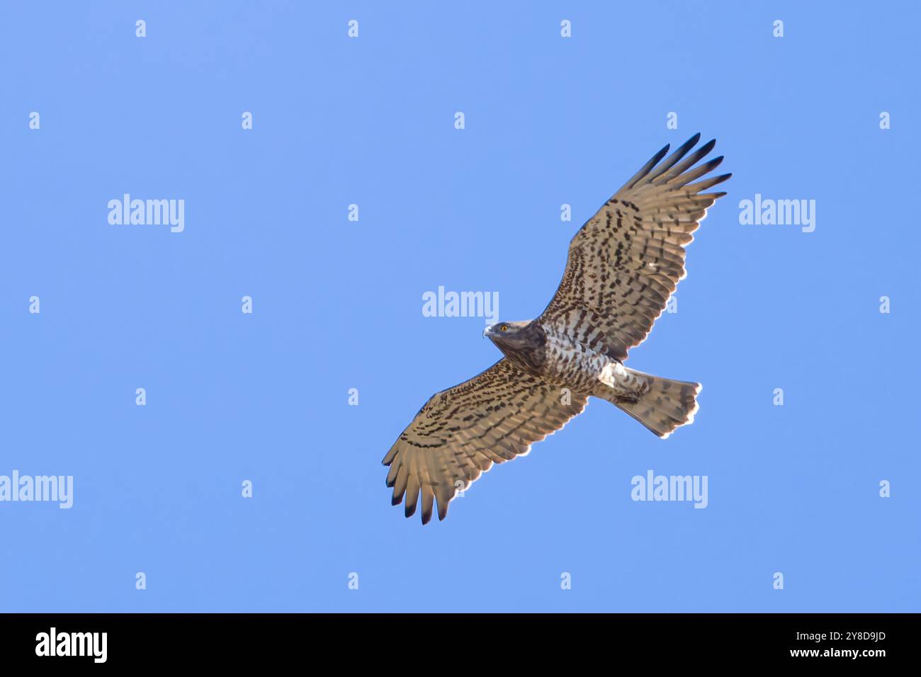 Ein Kurzzehenadler, Circaetus gallicus, auch bekannt als Kurzzehenadler, fotografiert im Flug vor einem hellblauen Himmel. Stockfoto