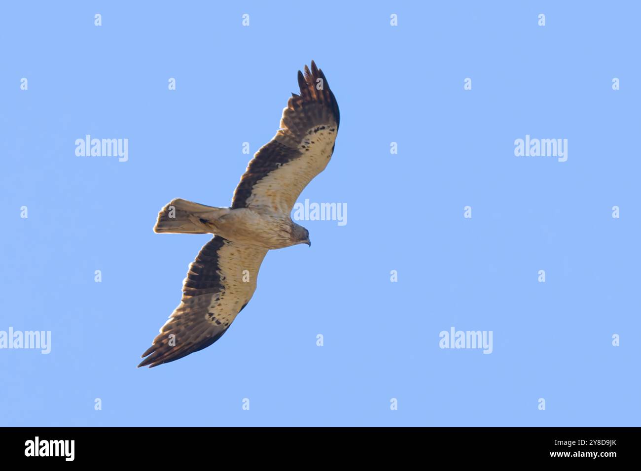 Ein gebooteter Adler, Hieraaetus pennatus, auch als Aquila pennata klassifiziert, fotografiert im Flug gegen einen blauen Himmel. Stockfoto