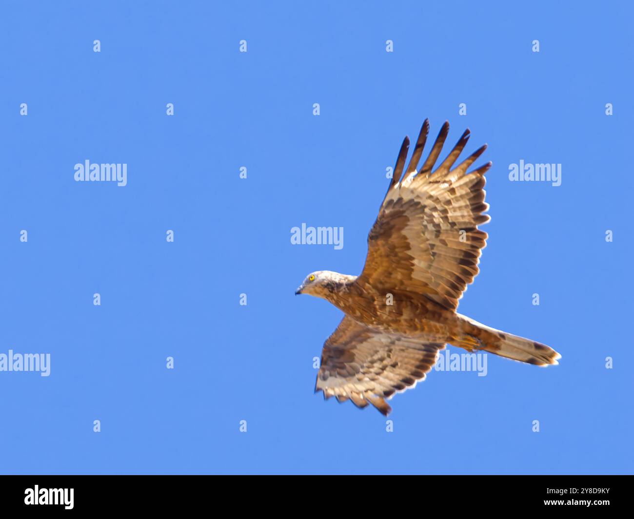 Ein europäischer Honigbussard, Pernis apivorus, auch bekannt als Pern oder gewöhnliches Ppern, der an einem hellblauen Himmel aufsteigt. Stockfoto