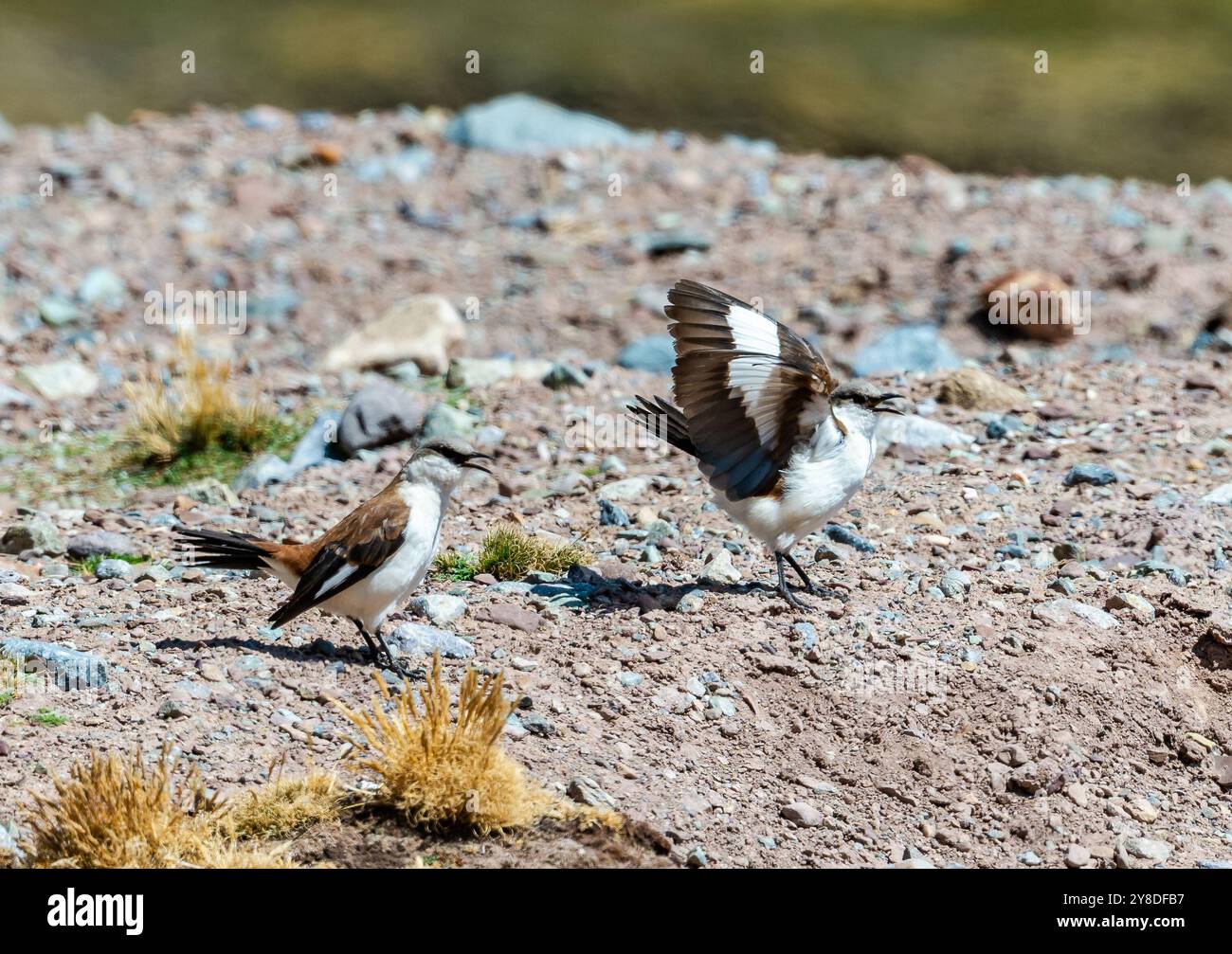 Ein Paar weißbauchige Cinclodes (Cinclodes palliatus) verteidigt ihr Territorium. Peru, Südamerika. Stockfoto