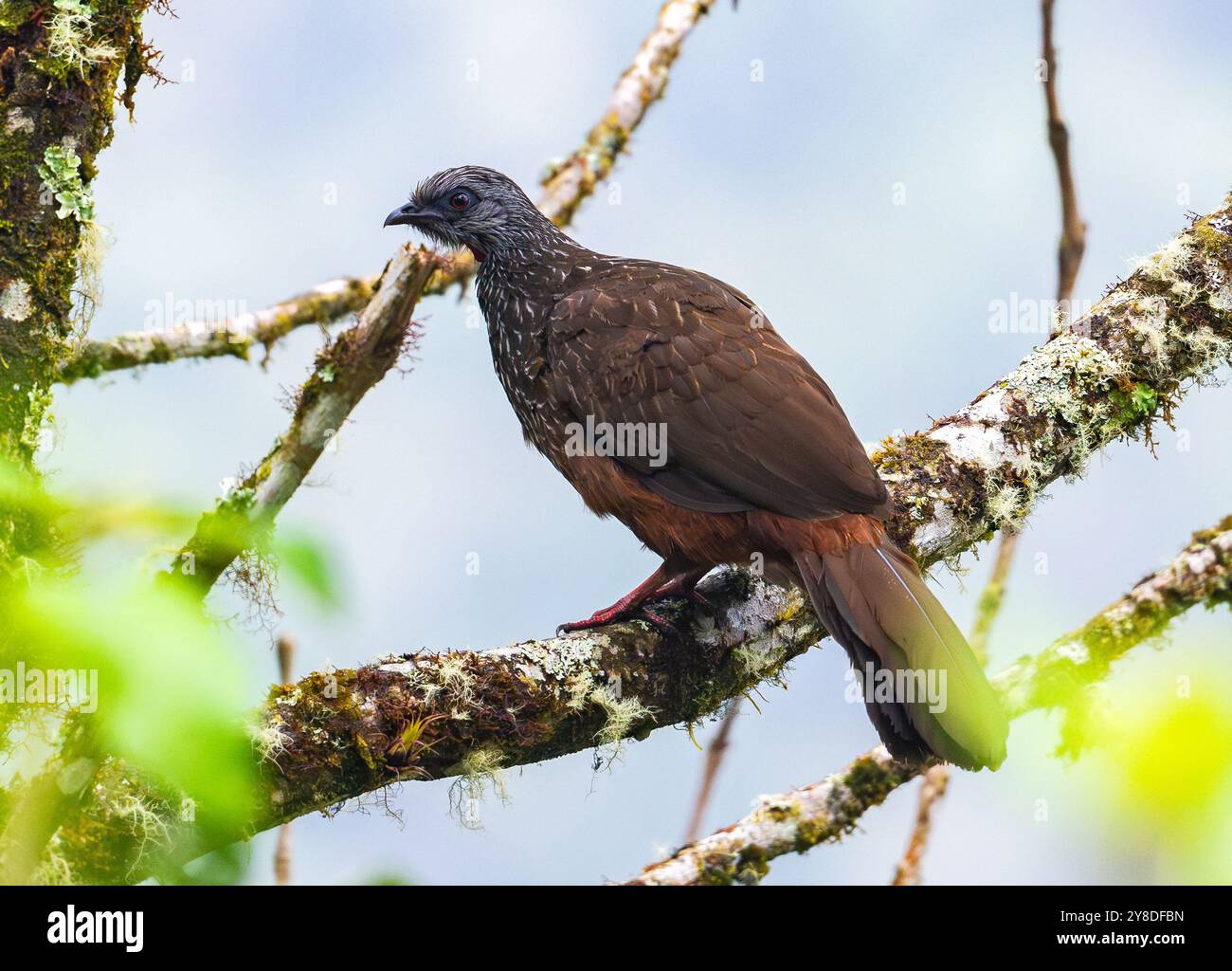 Ein Andenguan (Penelope montagnii), der auf einem Baum thront. Peru, Südamerika. Stockfoto