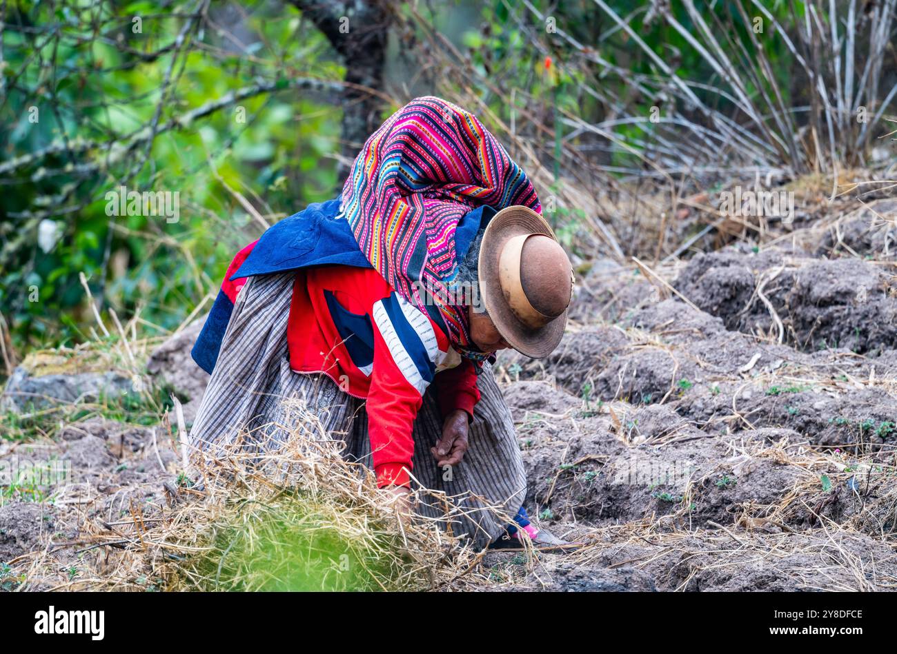 Eine alte Dame in traditioneller Kleidung, die auf dem Feld arbeitet. Peru, Südamerika. Stockfoto