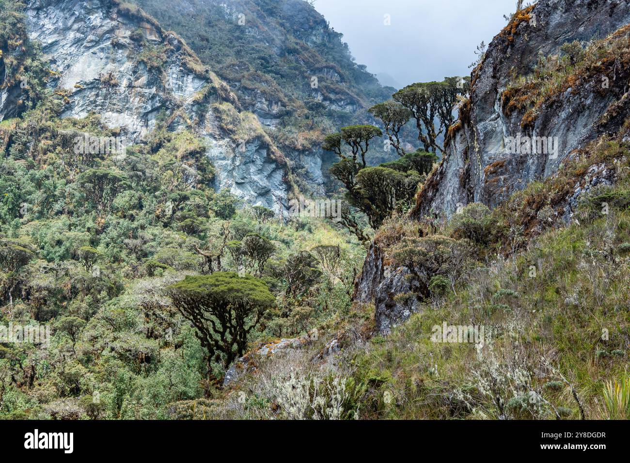 Bergwald der hohen Anden. Peru, Südamerika. Stockfoto
