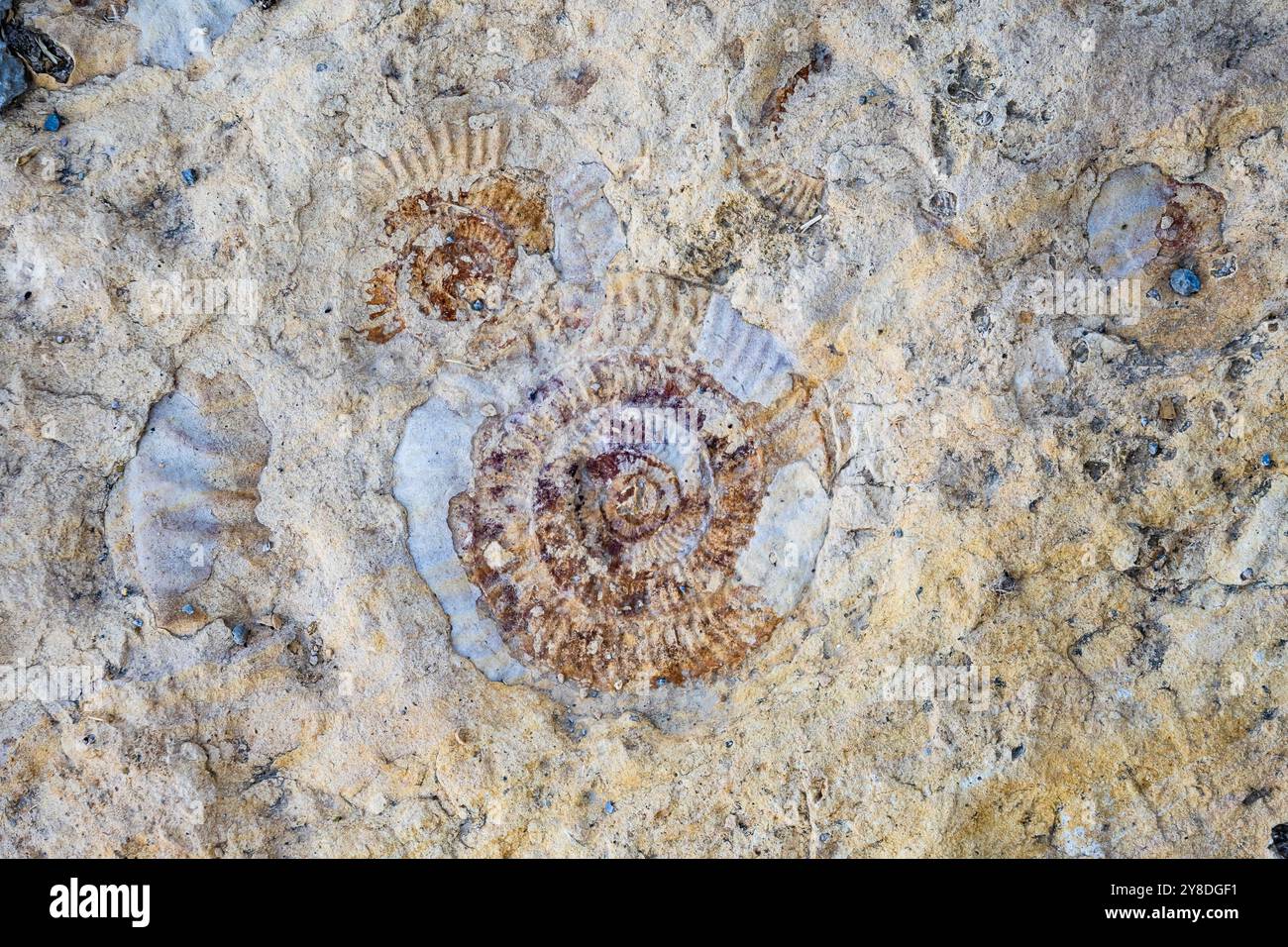 Fossilien von Ammoniten in Sandstein. Peru, Südamerika. Stockfoto