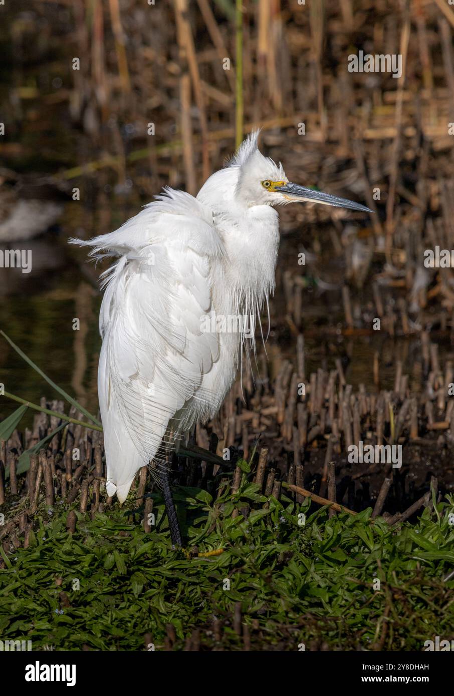 Egret im Gosforth Park Naturschutzgebiet Stockfoto