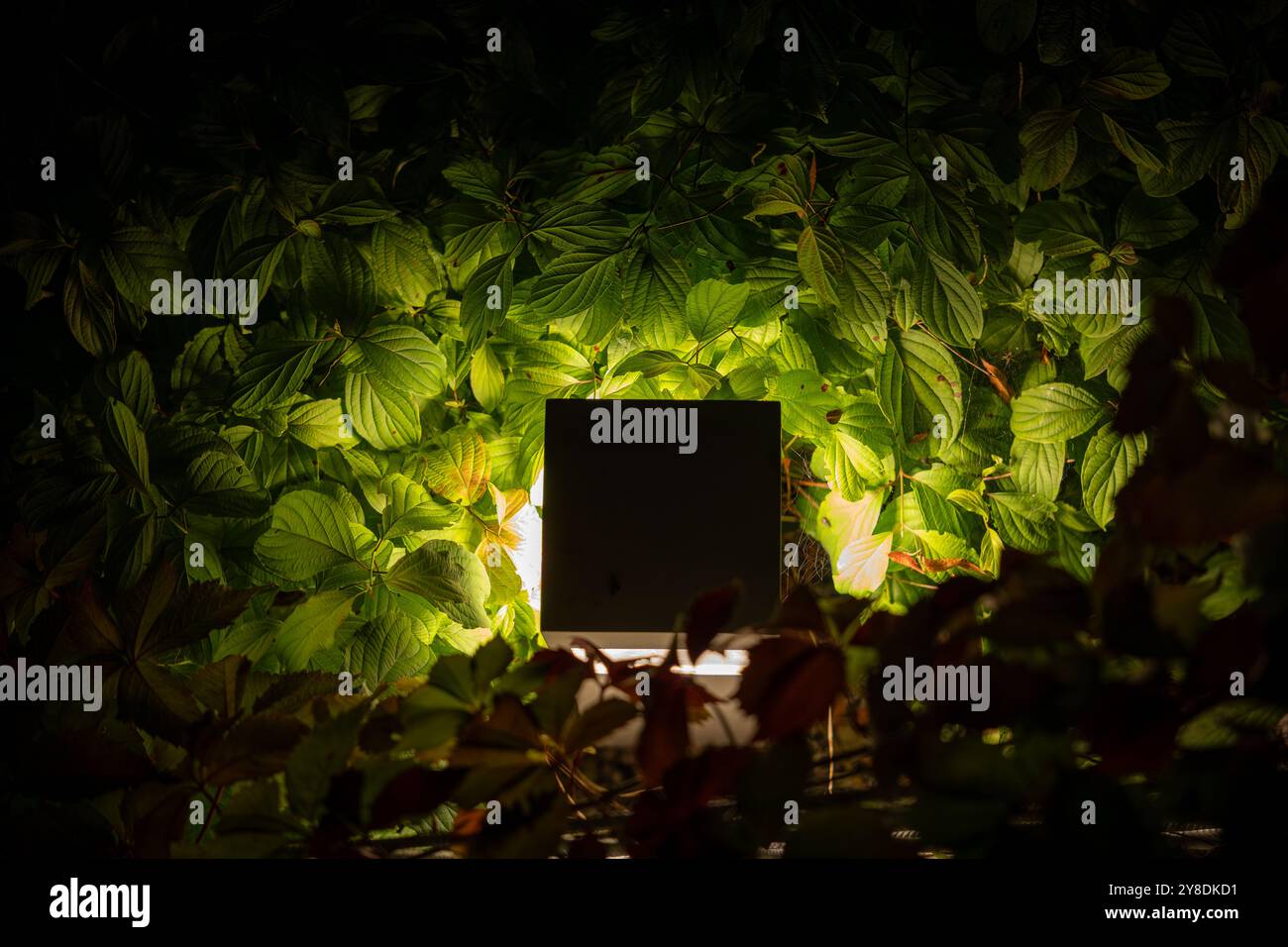 Ein Außenlicht von oben beleuchtet einen üppig grünen Hintergrund und schafft einen Kontrast zwischen dem dunklen Objekt und dem lebendigen Laub. Stockfoto