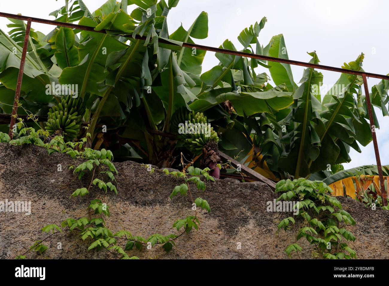 Bananen hängen hinter einer alten Steinmauer in dichten tropischen Blättern Stockfoto