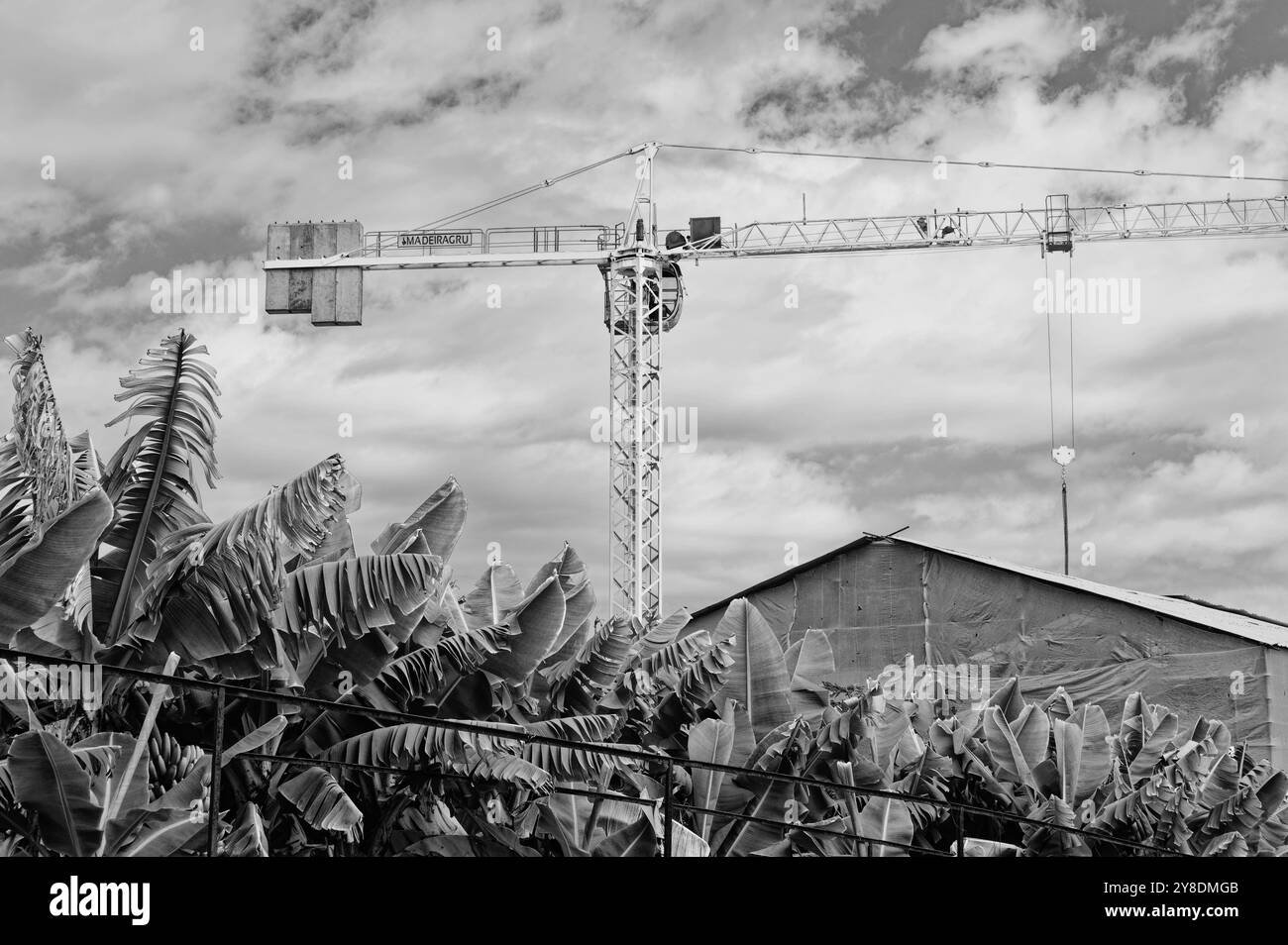 Monochrom eines riesigen Baukrains, der über Bananenbäumen in Funchal ragt Stockfoto