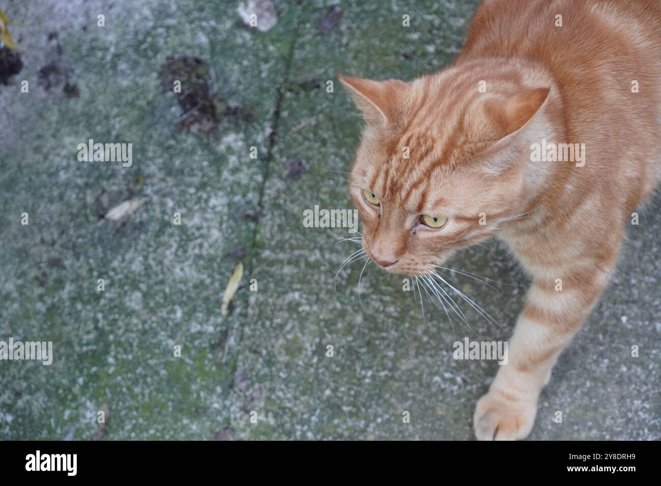 Ingwer Katze Portrait Stockfoto