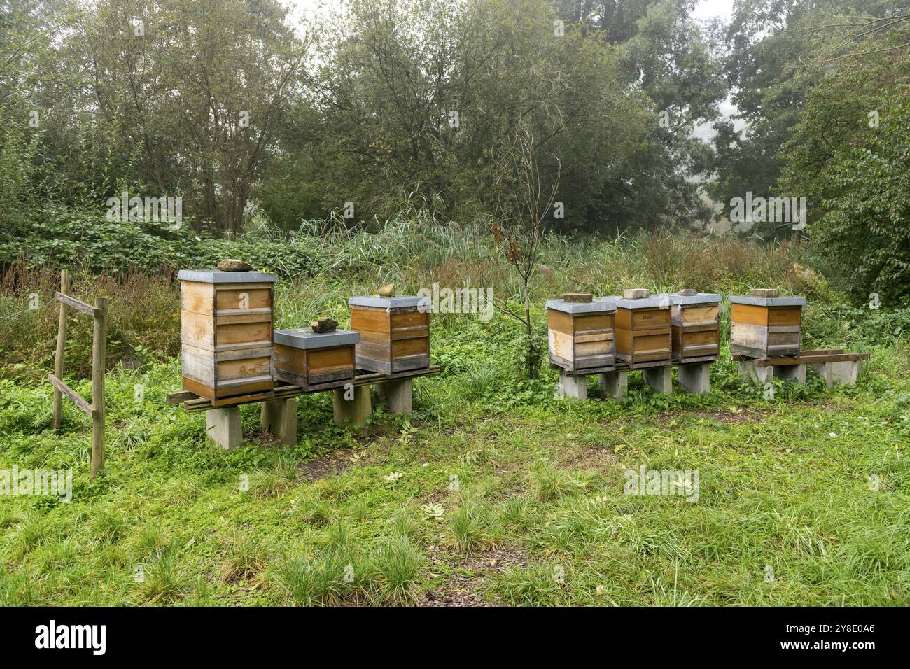 Bienenstöcke stehen auf einer grünen Wiese, umgeben von Bäumen und Natur, Biotope, Baden-Württemberg, Deutschland, Europa Stockfoto