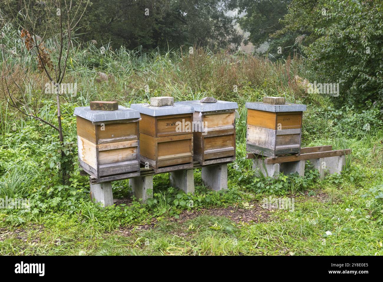 Vier hölzerne Bienenstöcke stehen auf einer Anhöhe in einer grünen, bewachsenen Landschaft, Biotope, Baden-Württemberg, Deutschland, Europa Stockfoto