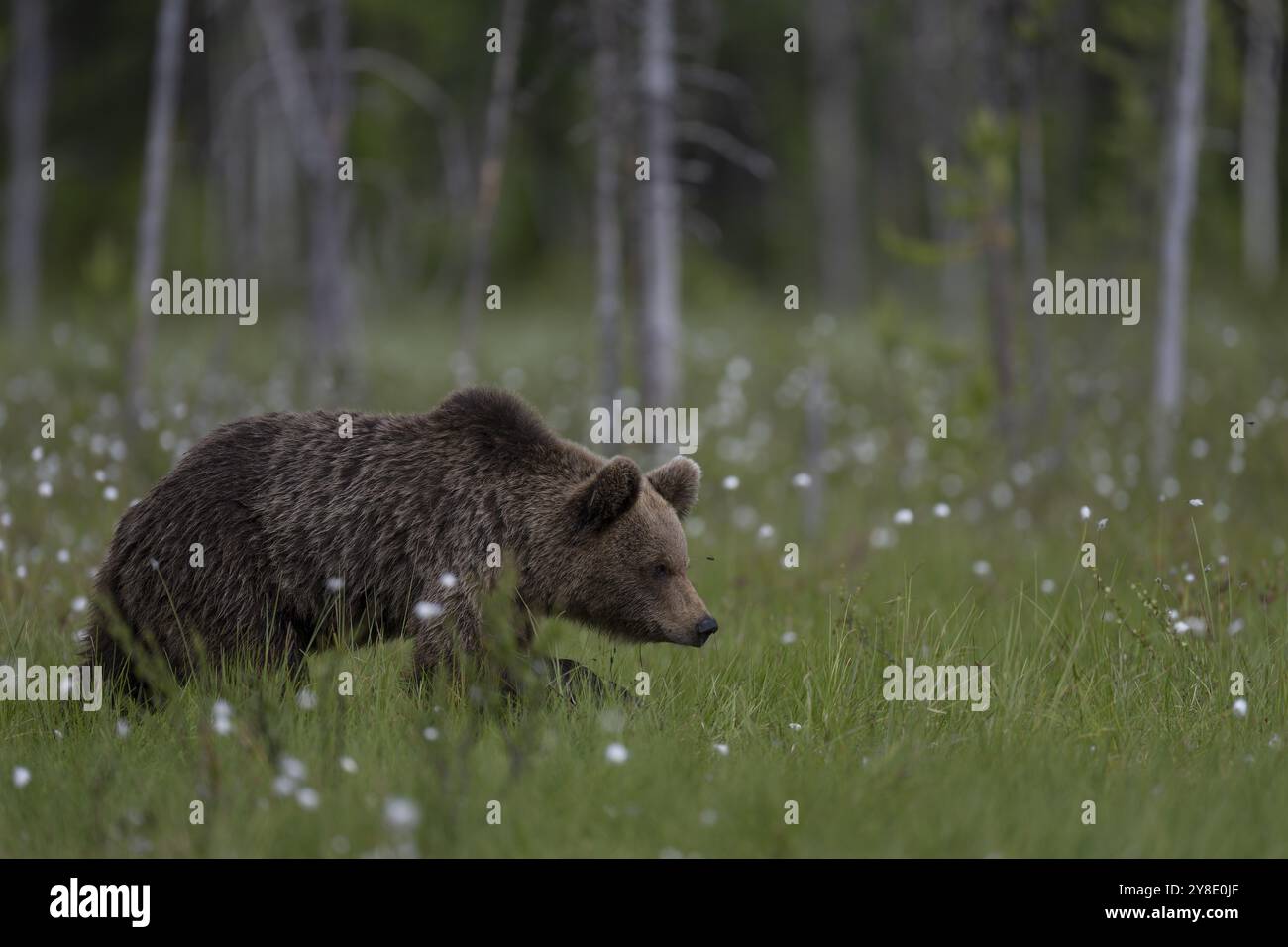 Europäischer Braunbär, Karelien, Finnland, Europa Stockfoto