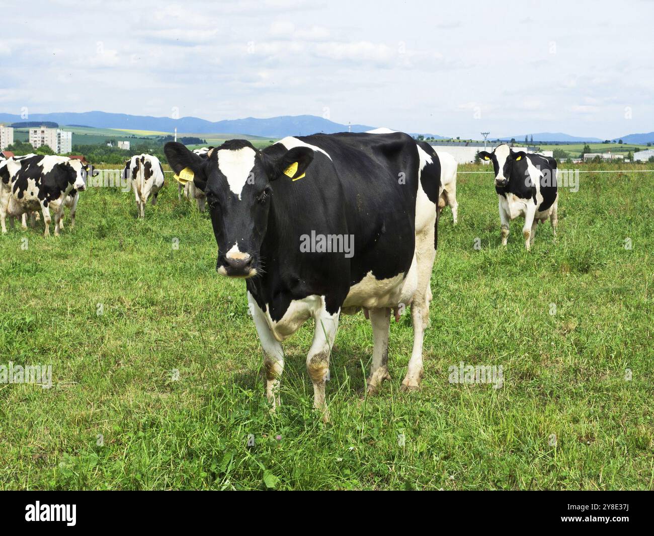Eine Herde von schwarz-weißem holsteinischem Friesischem Milchvieh, das auf einer grünen Weide weidet Stockfoto