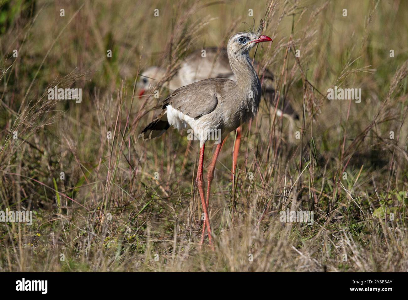 Rotfuß-Seriema (Cariama cristata) Pantanal Brasilien Stockfoto