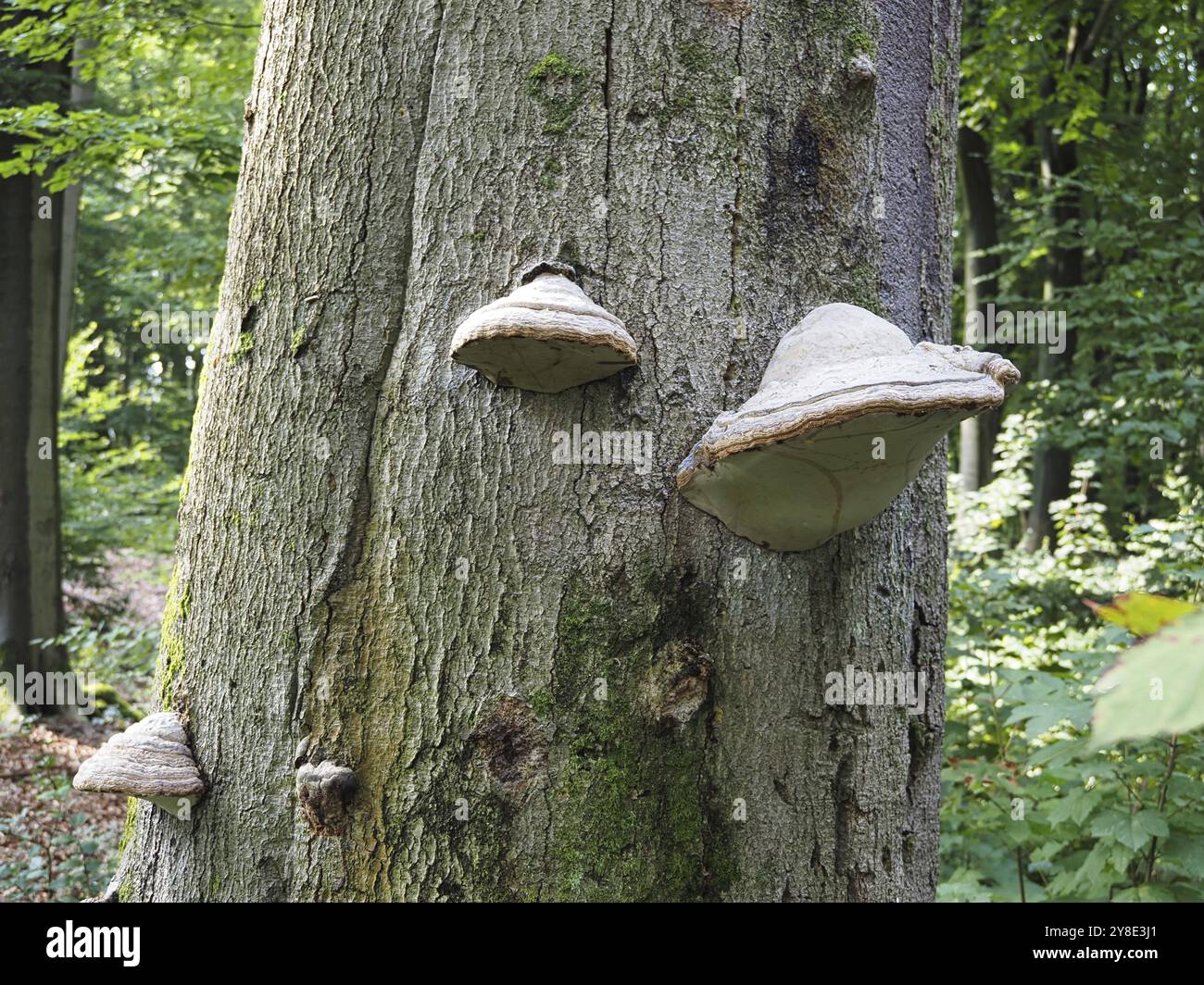 Phellinus igniarius (Phellinus igniarius) an einem Baum, Niederrhein, Nordrhein-Westfalen, Deutschland, Europa Stockfoto