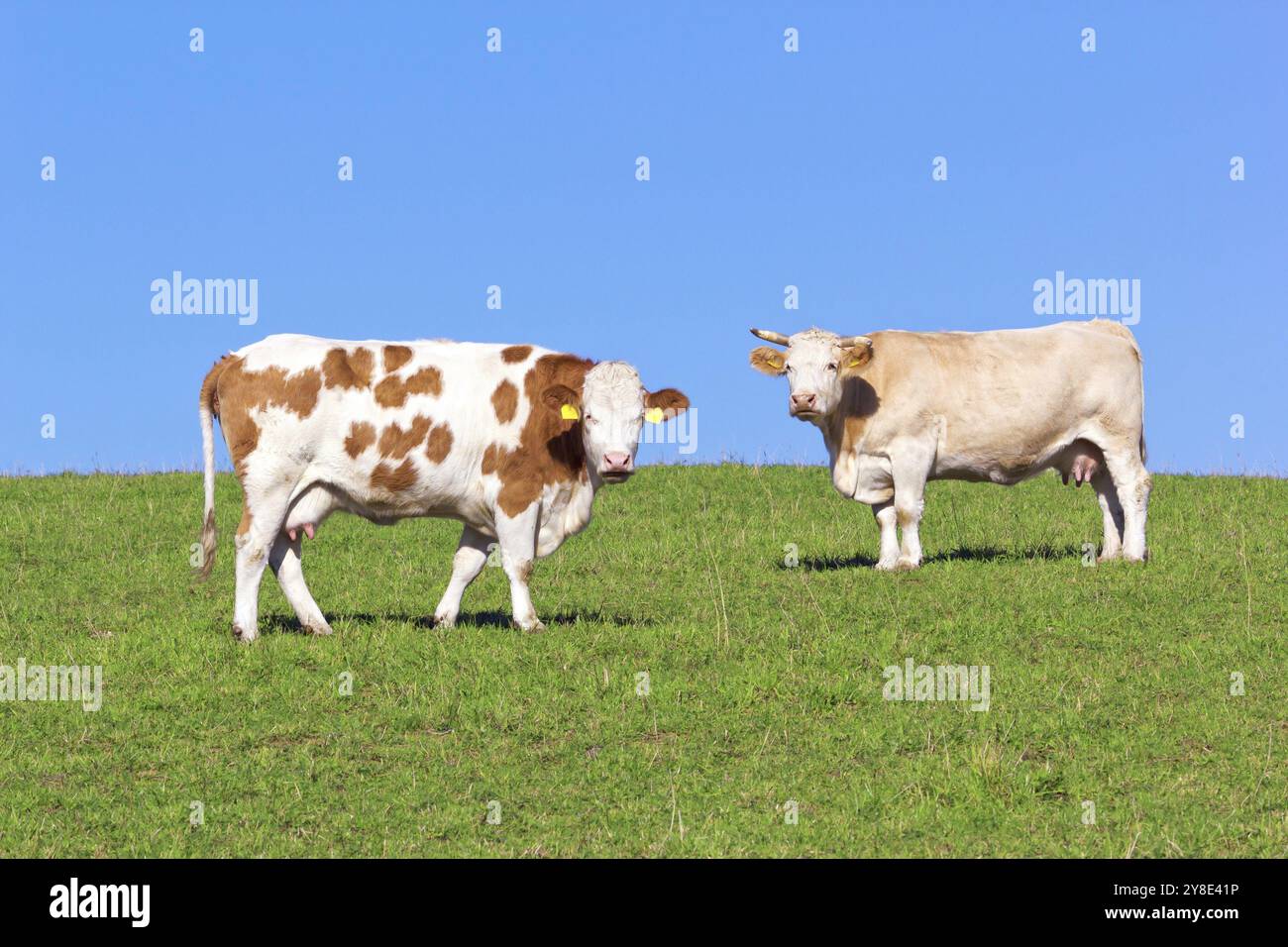 Kühe auf der Weide Stockfoto