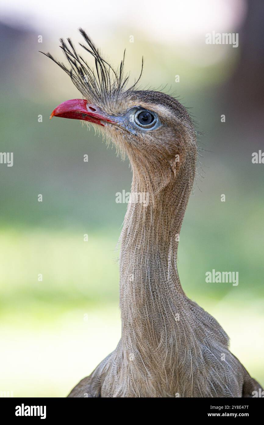 Rotfuß-Seriema (Cariama cristata) Pantanal Brasilien Stockfoto