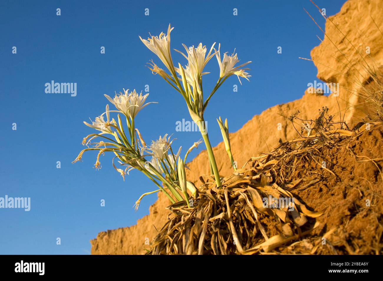 Seasodil (Pancratium maritimum) an der mittelmeerküste, Israel im September. Stockfoto