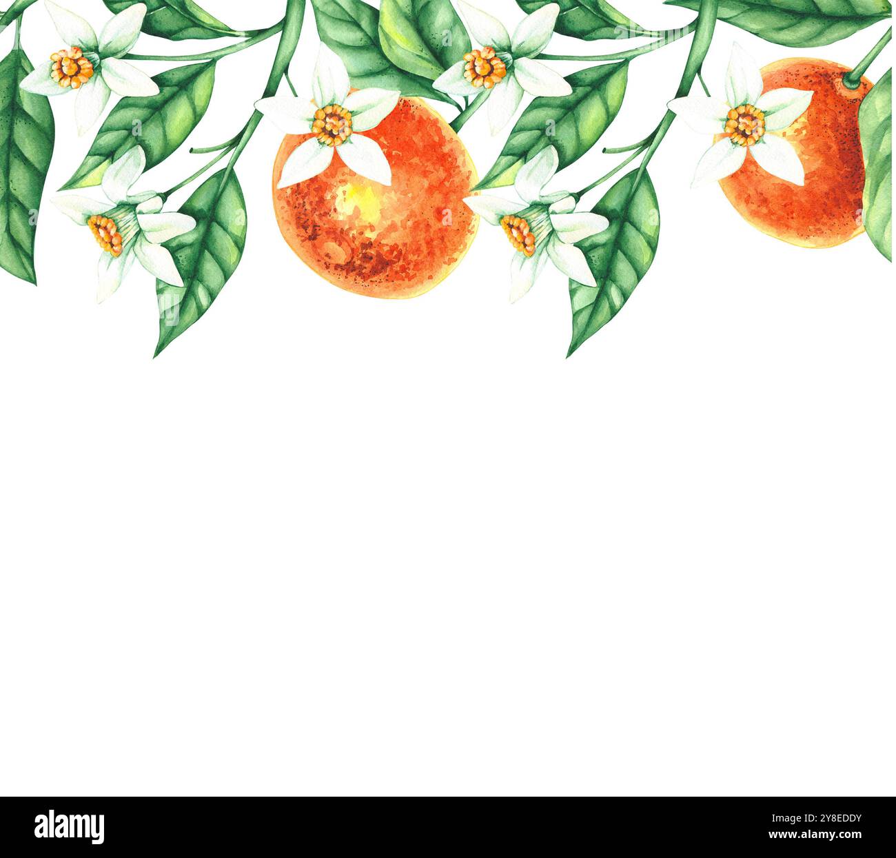 Botanische Aquarellillustration mit handgezeichneten Mandarinen Stockfoto