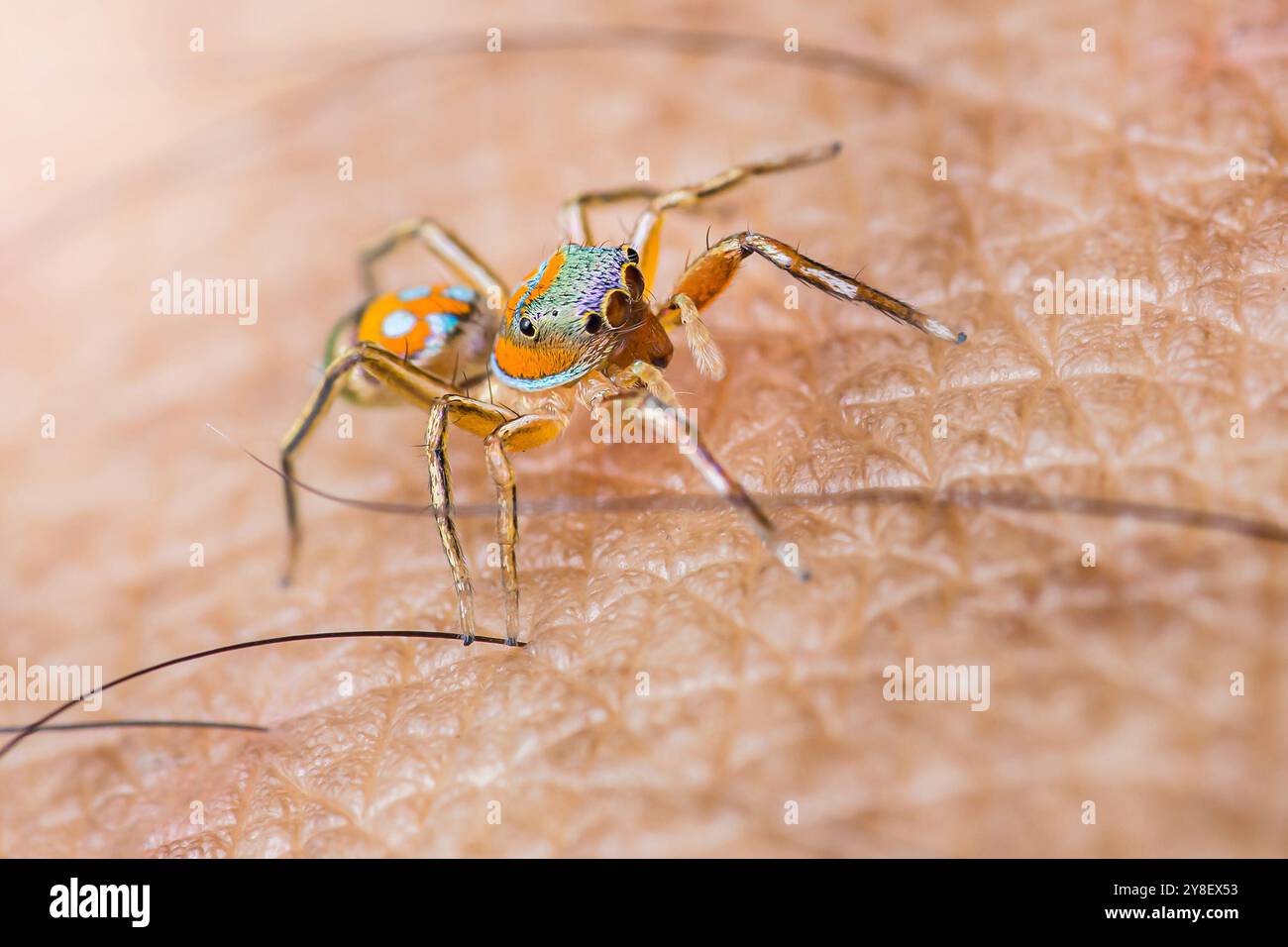 Farbenfrohe springende Spinne mit großen Augen auf der menschlichen Haut in lebendigen Farben. Exotische Arachnide mit haarigen Beinen, die faszinierende Tierwelt erschaffen. Stockfoto