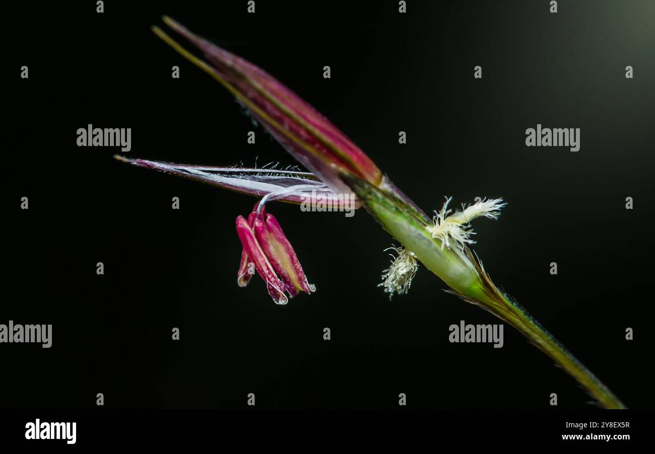 Makroaufnahme einer Chrysopogon aciculatus Blume, die an einem grünen Stamm mit schwarzem Hintergrund hängt. Stockfoto