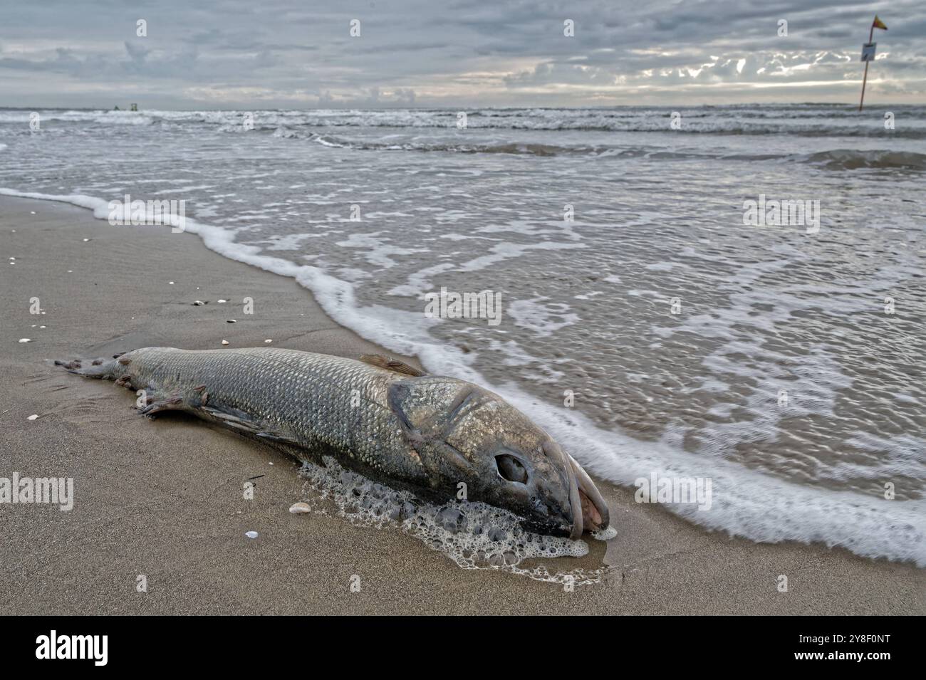 Verendet. Ein angespülter toter Fisch liegt am Strand. Cavallino ...
