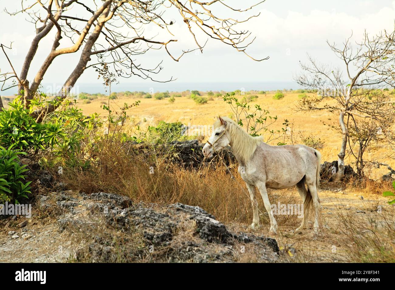 Ein Pony, das in der Nähe des Tors des traditionellen Dorfes Prailiang steht, das auf einem felsigen Hügel in Ost-Sumba, Ost-Nusa Tenggara, Indonesien, gebaut wurde. Stockfoto