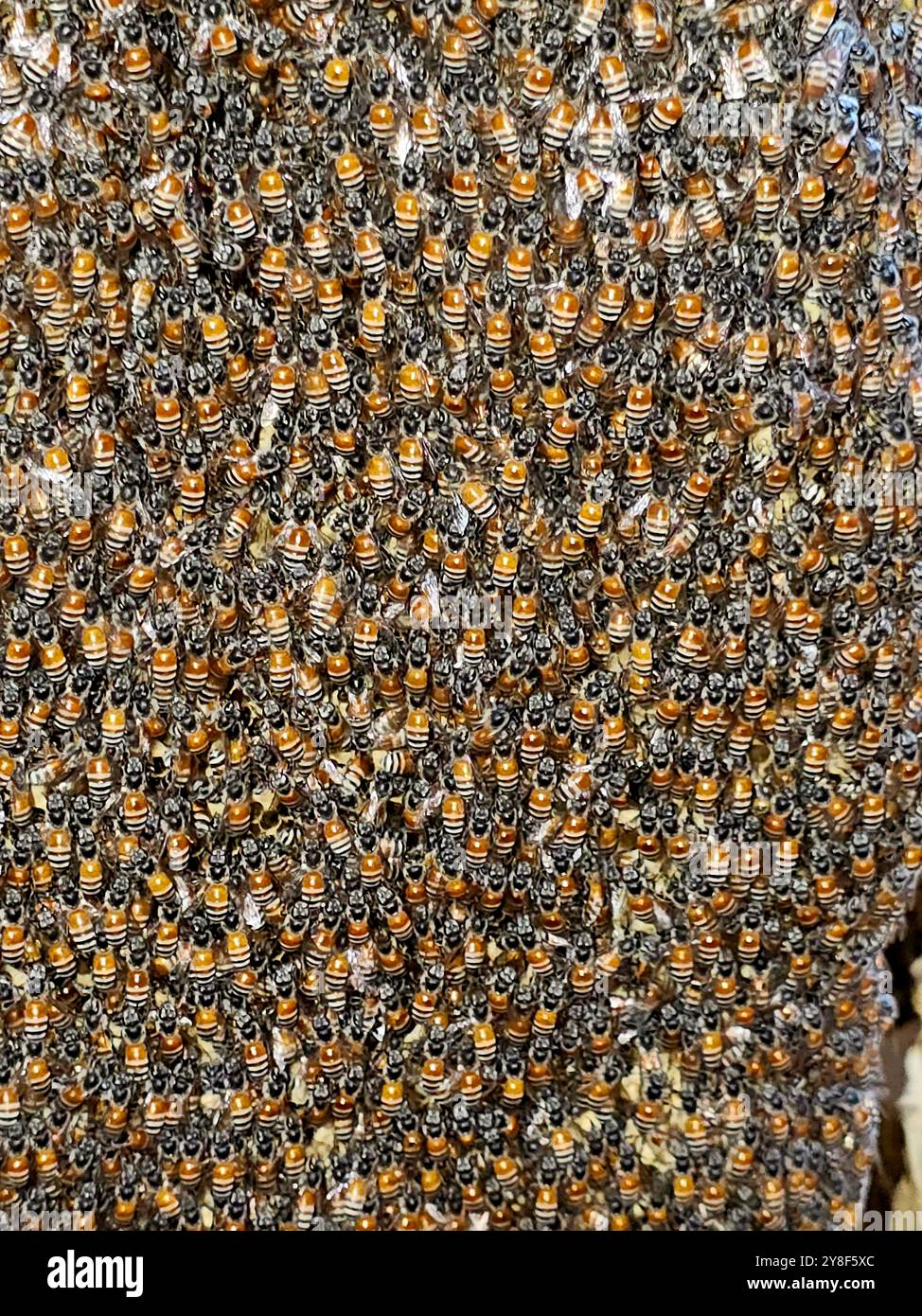 Kleine wilde Honigbienen nisten Kolonie, Bienen sind geflügelte Insekten, die eng mit Wespen und Ameisen verwandt sind und für ihre Rolle bei der Bestäubung und Honigproduktion bekannt sind Stockfoto