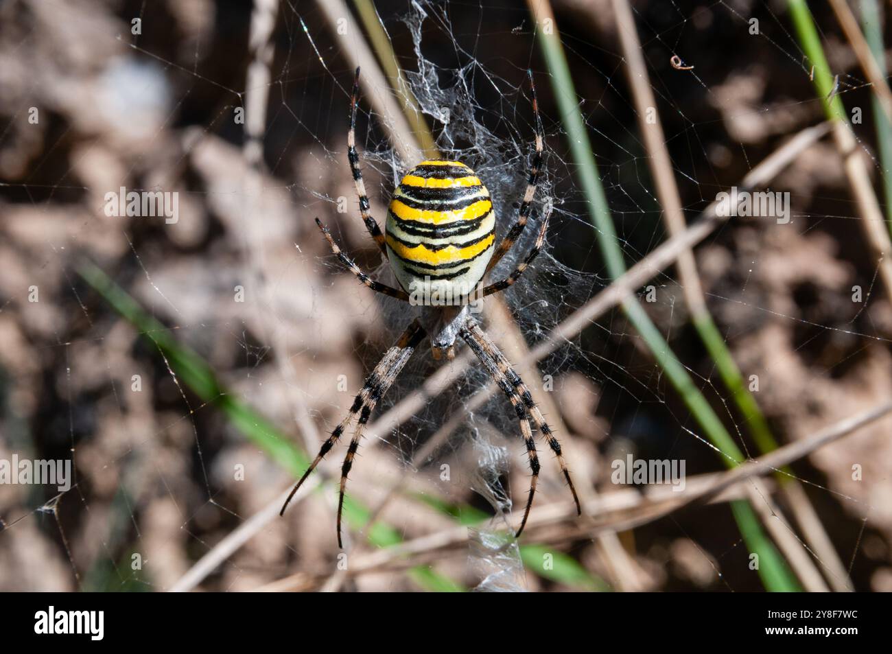 Spinnennetz, Spinnen, Wespenspinne, Argiope bruennichi Stockfoto