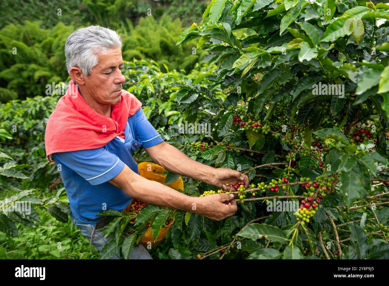 Latino-Mann, der Kaffeebeeren von einer Kaffeepflanze sammelt, Bio-Kaffeeplantage, Manizales, Caldas, Kolumbien - Stockfoto Stockfoto