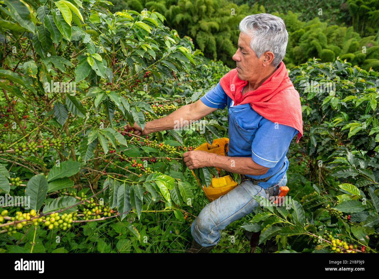 Latino-Mann, der Kaffeebeeren von einer Kaffeepflanze sammelt, Bio-Kaffeeplantage, Manizales, Caldas, Kolumbien - Stockfoto Stockfoto