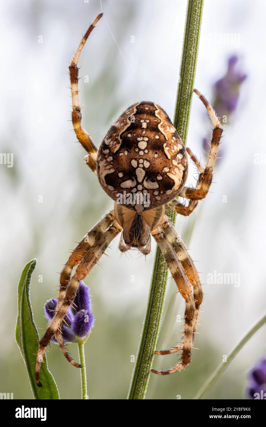 Europäische Gartenspinne (Araneus diadematus) im Lavendelstrauch Stockfoto