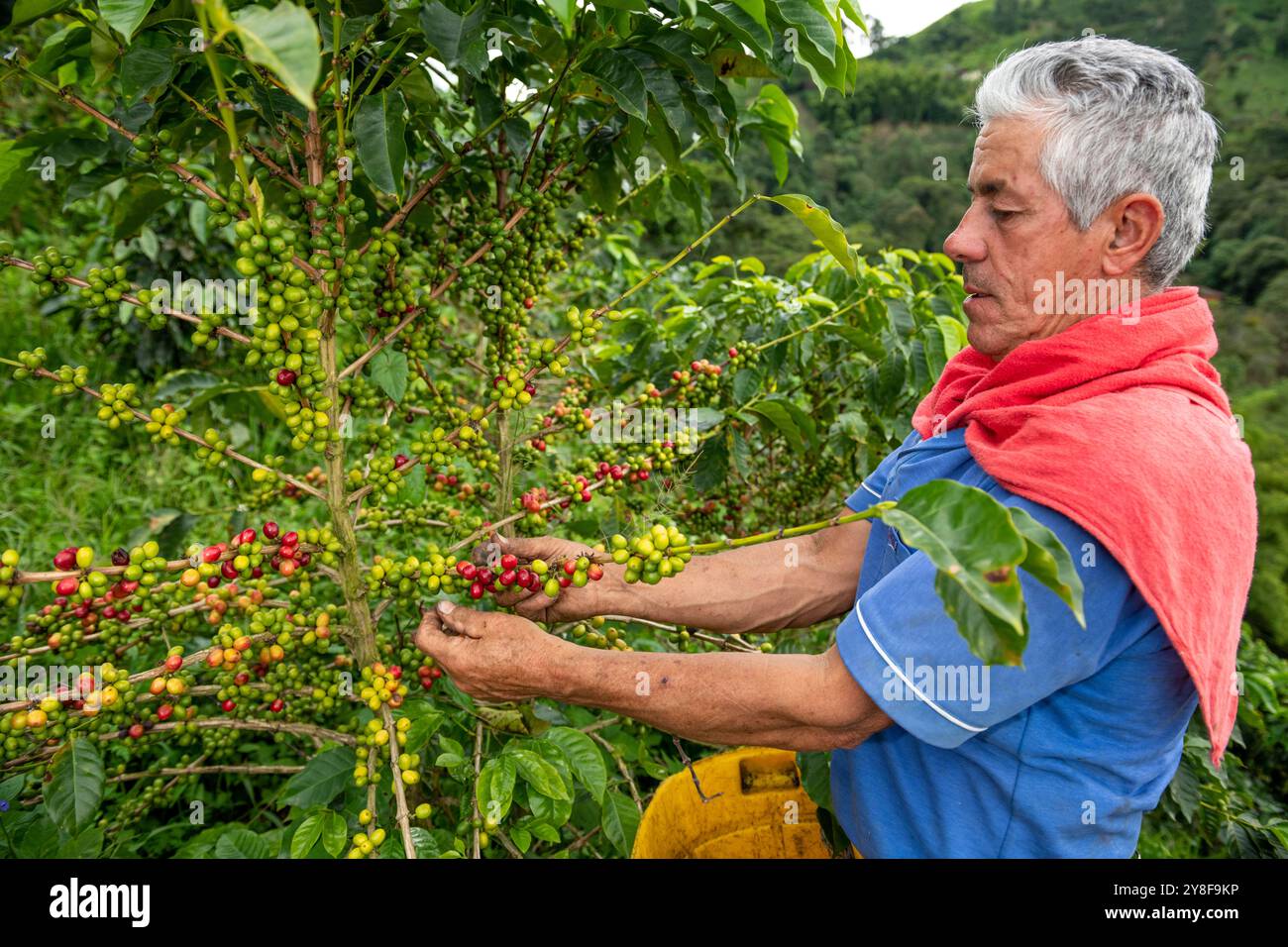 Latino-Mann, der Kaffeebeeren von einer Kaffeepflanze sammelt, Bio-Kaffeeplantage, Manizales, Caldas, Kolumbien - Stockfoto Stockfoto