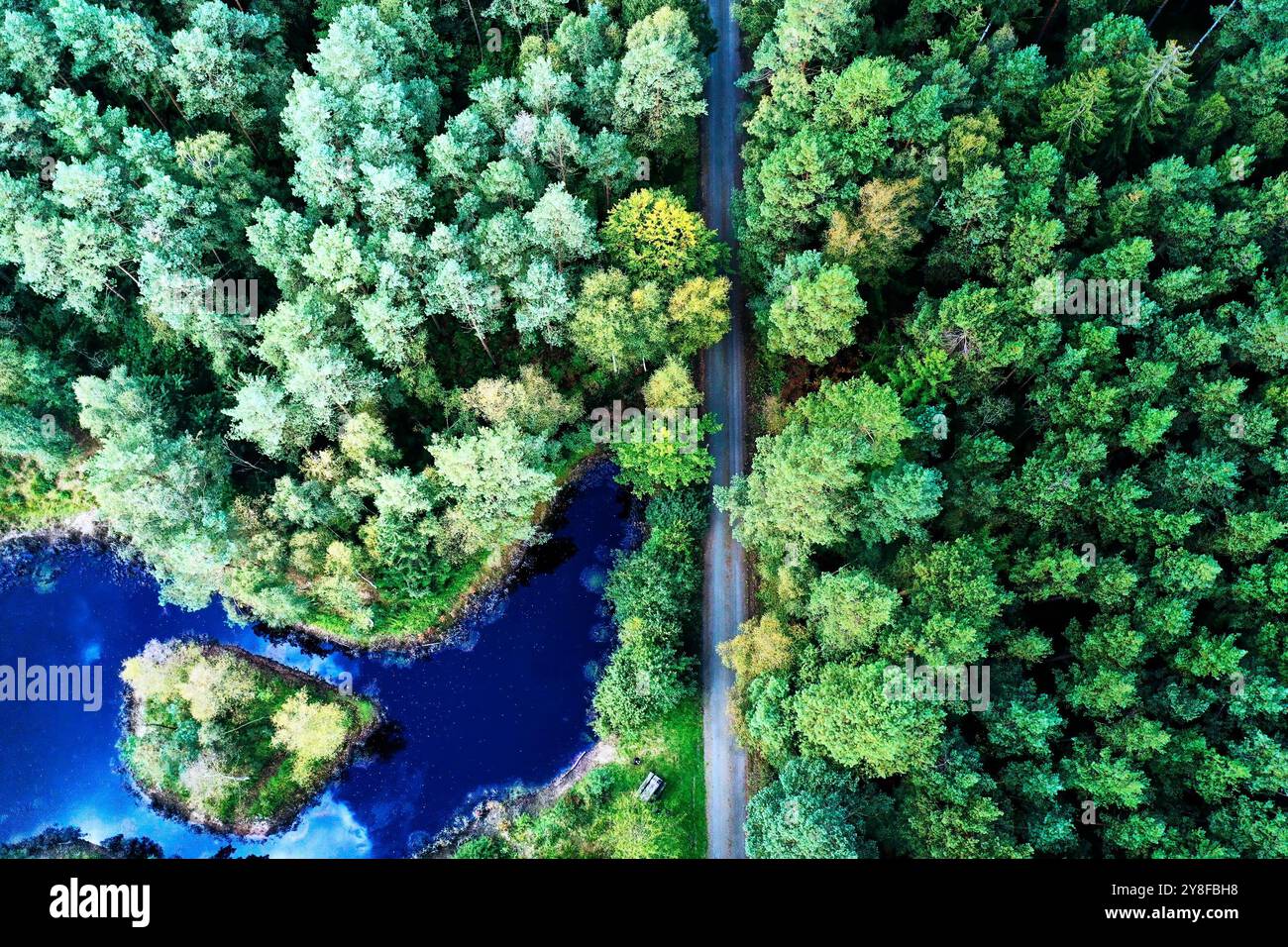 Drohnenblick auf einen wunderschönen immergrünen Wald in deutschland mit einer Landstraße durch den Wald und einem kleinen See mit Inseln Stockfoto