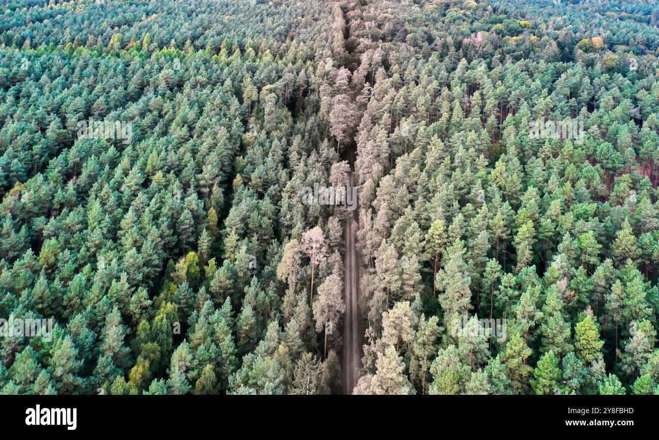 Aus der Vogelperspektive auf einer schmalen, unbefestigten Straße, die durch einen üppig grünen Wald in deutschland führt, vermittelt ein Gefühl der Ruhe und des Abenteuers Stockfoto