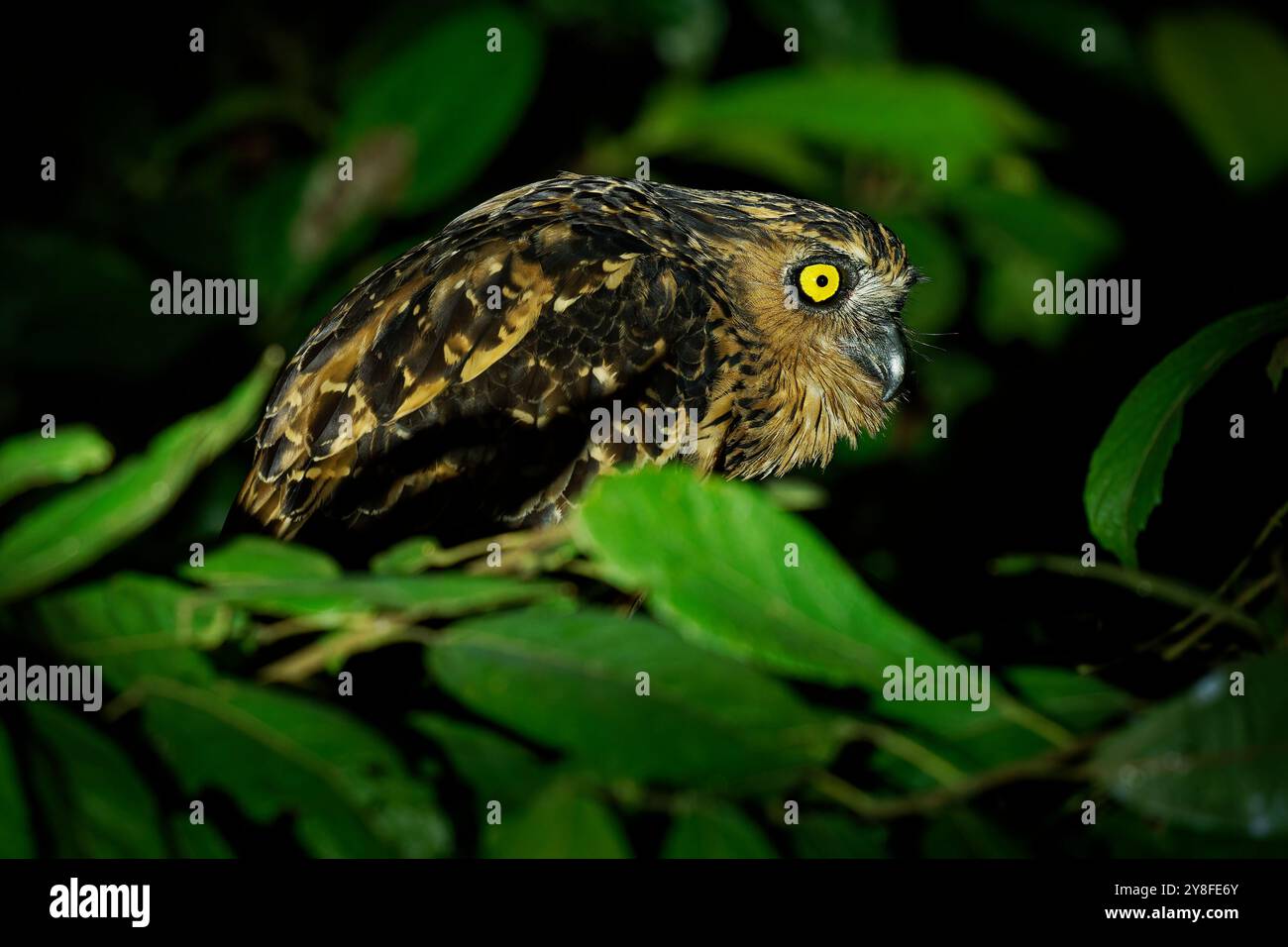 Buffy Fish Owl – Ketupa Ketupu oder malaiische Fischeule, Vogel in Strigidae, gefunden in Indien und Südburma, Kambodscha, Laos und Vietnam, Thailand und Malaiisch Stockfoto