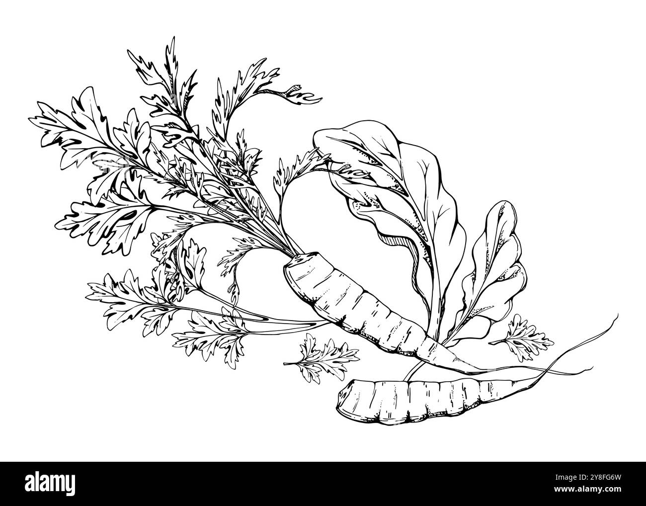 Karottengemüse für Ernährung und gesunden Lebensstil, grüne Salatmischung vegane Kochen. Handgezeichnete Vektortinte. Darstellung isoliert auf weiß Stock Vektor