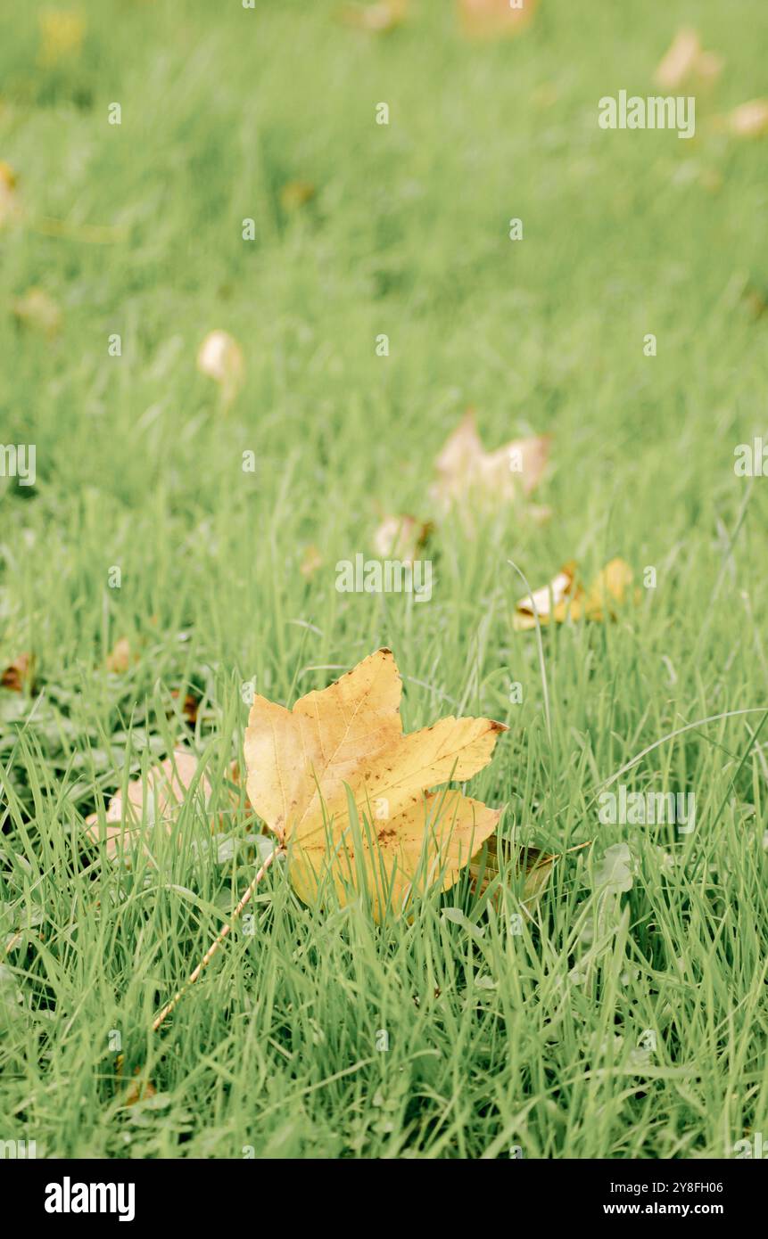 Trockenes Blatt des londoner Planetenbaums auf Grashintergrund im Herbst, platanus acerifolia Stockfoto