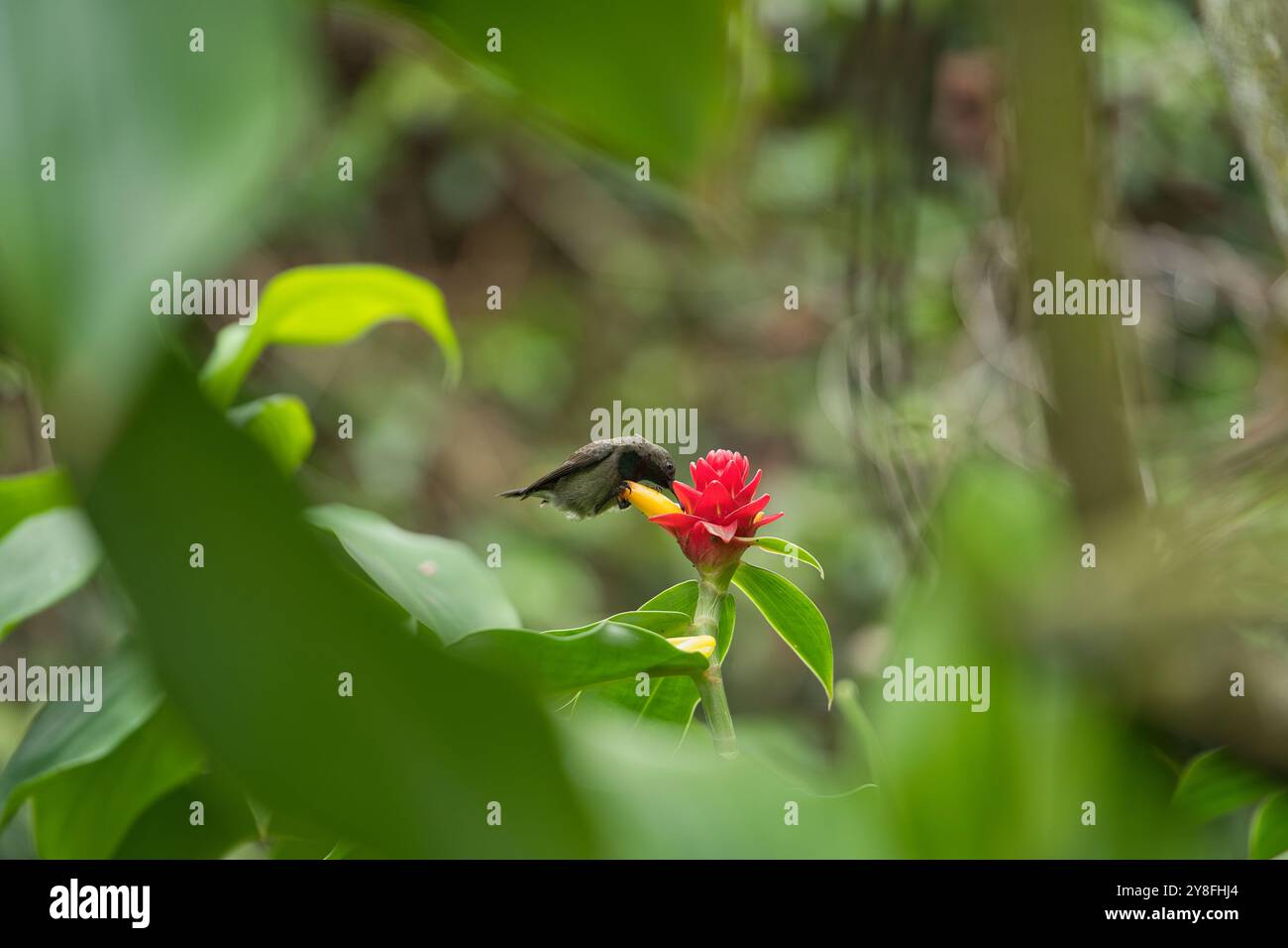 Single Seychellen sunbird, Colibir auf Red Indonesian Wachs Ingwerblüte (Tapeinochilos anananassae) Blume im Blumengarten Mahe, Seychellen Stockfoto