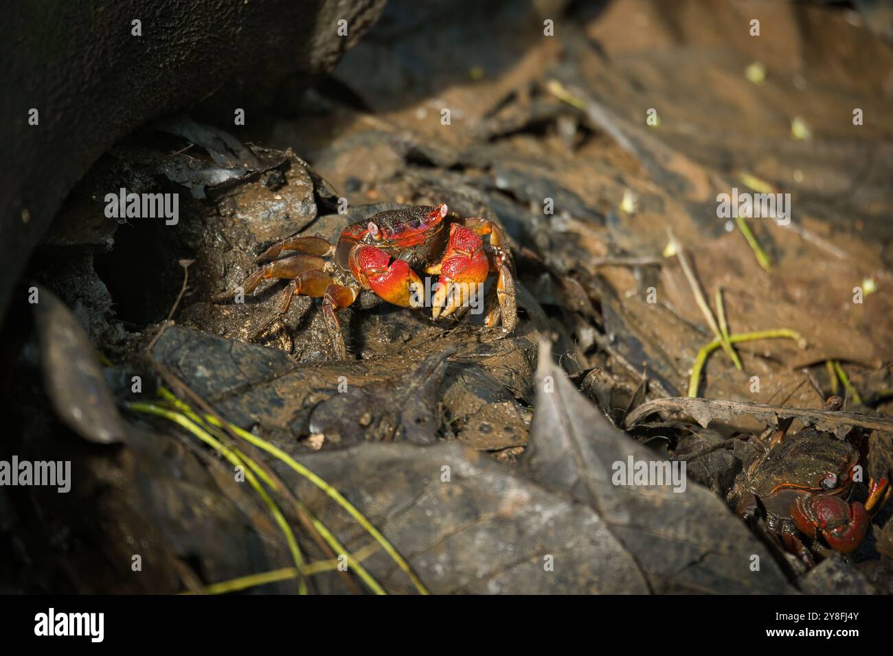 Seychellen Spinnenkrabbe, Neosarmatium meinerti in den Mangroven auf Mahe, Seychellen Stockfoto