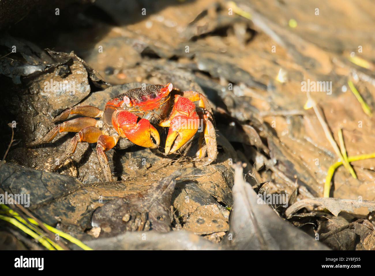 Seychellen Spinnenkrabbe, Neosarmatium meinerti in den Mangroven auf Mahe, Seychellen Stockfoto