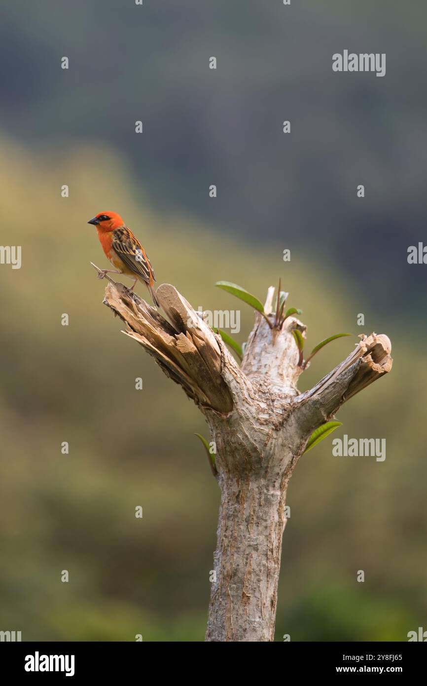 Madagaskar Red Fody sitzt auf Baumzweig, Mahe, Seychellen Stockfoto