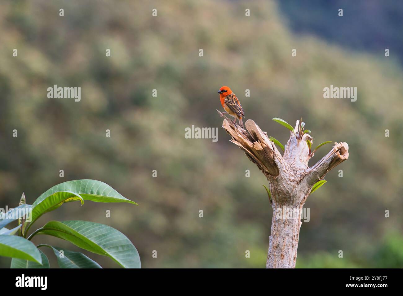 Madagaskar Red Fody sitzt auf Baumzweig, Mahe, Seychellen Stockfoto