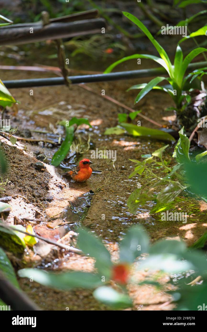 Madagaskar Roter Fodyvogel, der in einem kleinen Bach wäscht, Mahe, Seychellen Stockfoto